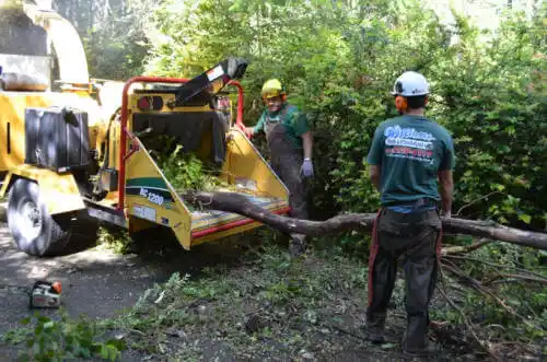 tree services Arivaca